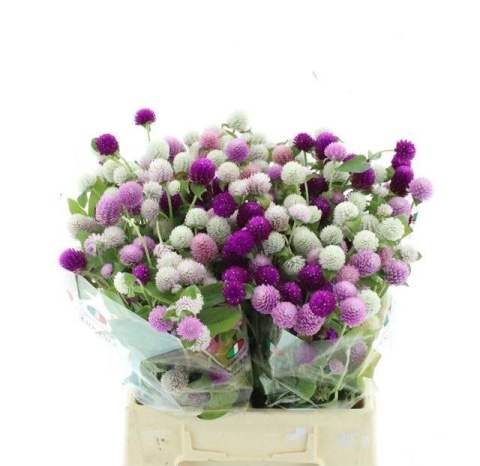 GOMPH GL GEM BS 45cm - D