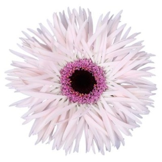 Ge Ms Punki Elida 50cm - D