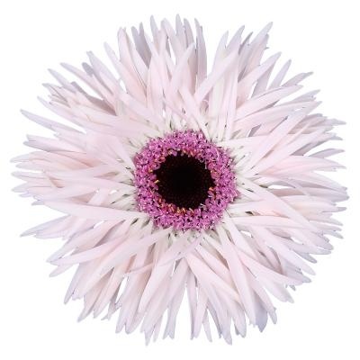 Ge Ms Punki Elida 50cm - D