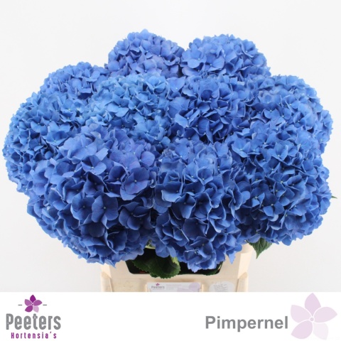HYDR M CH PIMPERNEL XL 80cm/H23 - D