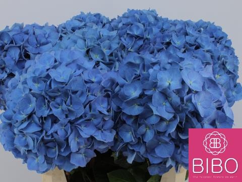 HYDR M CH PIMPERNEL XL 80cm/H23 - D