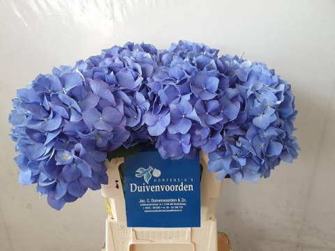 HYDR M CH PIMPERNEL XL 80cm/H23 - D