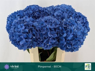 HYDR M CH PIMPERNEL XL 80cm/H23 - D