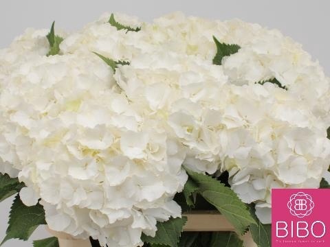 HYDR M CH WHI VERENA XL 80cm/H23 - D