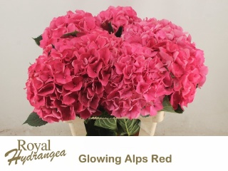 HYDR M GLOWING ALPS XL 80cm/H23 - D