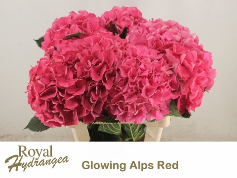 HYDR M GLOWING ALPS XL 80cm/H23 - D