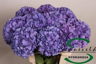 HYDR M ROYAL SALUTE 60cm/H19 - D