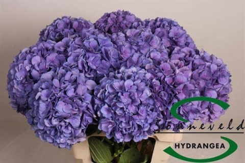 HYDR M ROYAL SALUTE 60cm/H19 - D