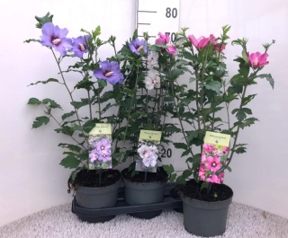 Hibiscus syriacus Mix 60cm/d14 - S