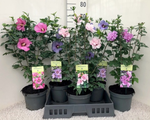 Hibiscus syriacus Mix 60cm/d14 - S