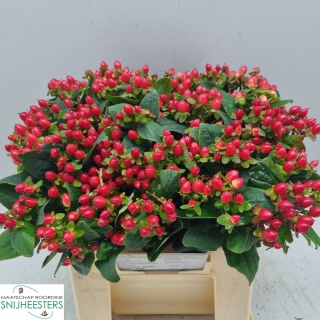 HYP MAG RED FAME 40cm - D