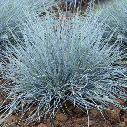 FESTUCA INTENSE BLUE 35cm/d17- S