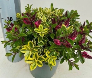 HEBE BLOEIEND GEM 35cm/d23 - S
