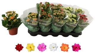 KALANCHOE GEM 6KL 27cm/d12 - S