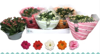 KALANCHOE GEM 5KL 27cm/d13 - S