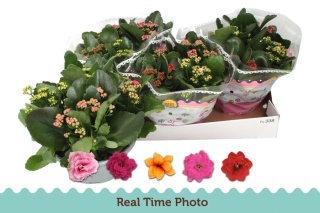 KALANCHOE GEM 5KL 27cm/d13 - S