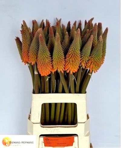 Kniphofia Alcazar Extra 70cm - D