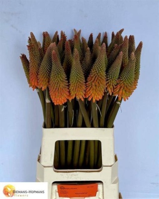 Kniphofia Alcazar Extra 70cm - D