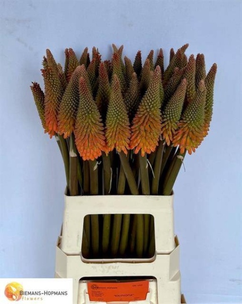 Kniphofia Alcazar Extra 70cm - D