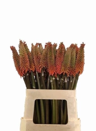 Kniphofia Alcazar 60cm - D