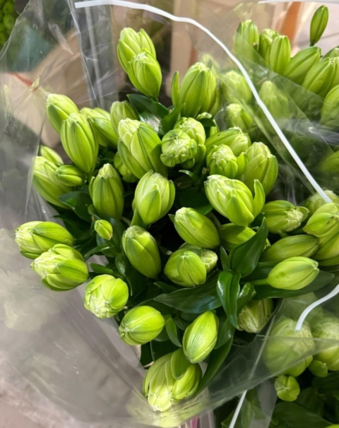 LI LA ARTICHOKE 3+ 80cm - D