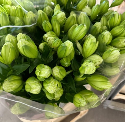 LI LA ARTICHOKE 3+ 80cm - D