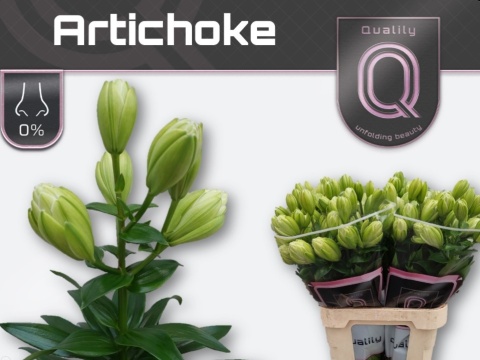 LI LA ARTICHOKE 3+ 80cm - D