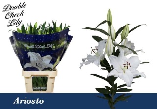 LI OR ARIOSTO 3+ 90cm - D