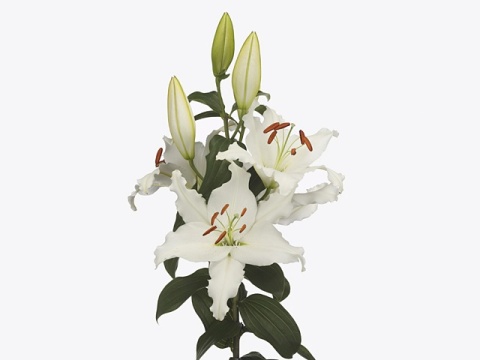 LI OR ARIOSTO 3+ 90cm - D