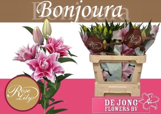 LI OR DU RL BONJOURA 4+ 75cm - D