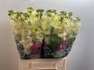 MATTH MATHILDA YELLOW 55cm - D