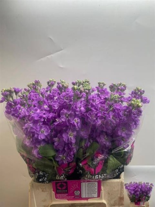 MATTH MATHILDA LAVEN 50cm - D