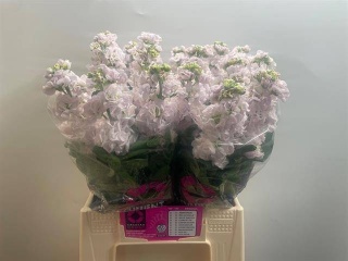 MATTH STOX SILVER 55cm - D