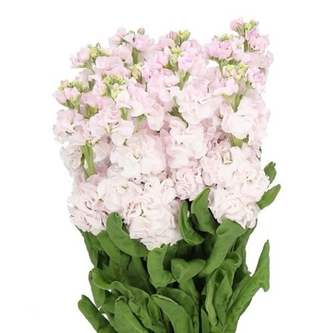 MATTH STOX SILVER 55cm - D