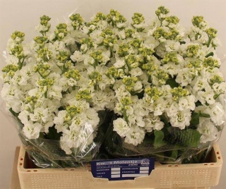 MATTH STOX WHITE 60cm - D