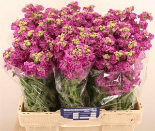 Matth Stox Deep Rose 55cm - D