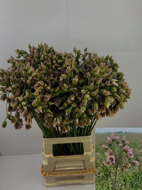NECT SICULUM BULGAR 70cm - D