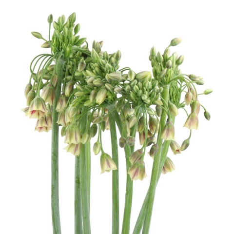 NECT SICULUM BULGAR 70cm - D