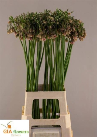NECT SICULUM BULGAR 70cm - D