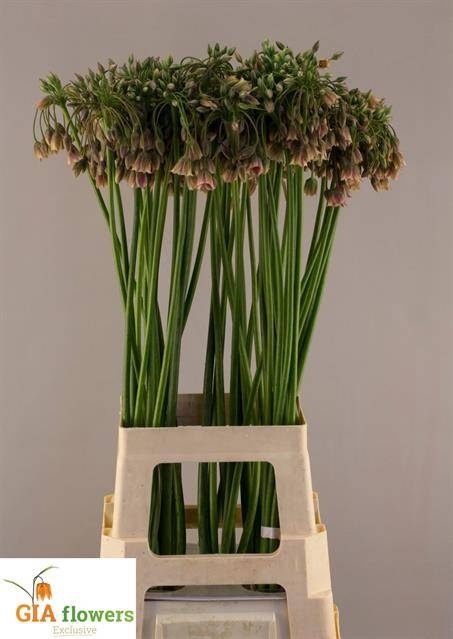 NECT SICULUM BULGAR 70cm - D