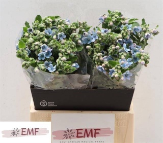 OXY CO TAN PURE BLUE 45cm - D