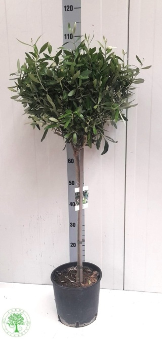 OLEA EUROPAEA 110cm/ d22 - S