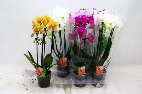 PHALAENOPSIS EL CASCADE Gem 2Tak 45cm/d 12 - S