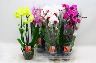 PHALAENOPSIS EL CASCADE Gem 2Tak 45cm/d 12 - S