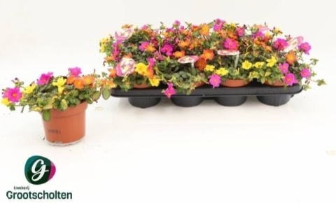 PORTULACA GEM in POT 17cm/d 13 - S
