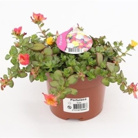 PORTULACA GEM in POT 17cm/d 13 - S