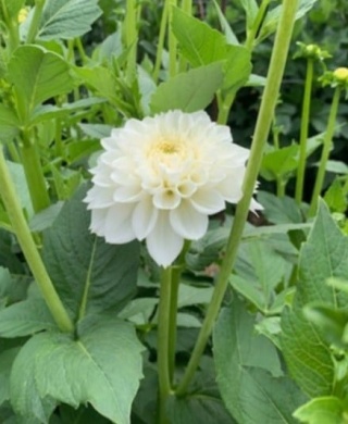 PL Dalia biała szlachetna 45/50cm - Polska