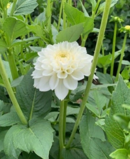 PL Dalia biała szlachetna 45/50cm - Polska