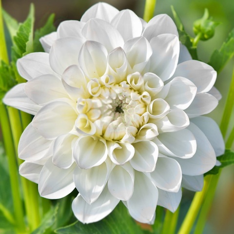 PL Dalia biała szlachetna 45/50cm - Polska
