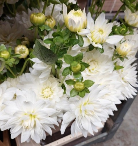 PL Dalia biała rozetowa 40/45cm - Polska